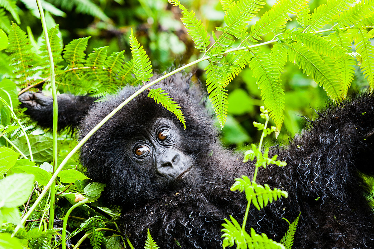 Rwanda – The profound experience of seeing mountain gorillas in the wild