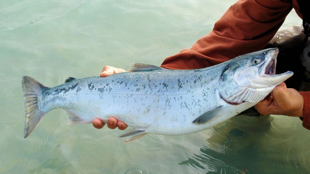 ​Salmon run: How salmon gets from the wild to your plate