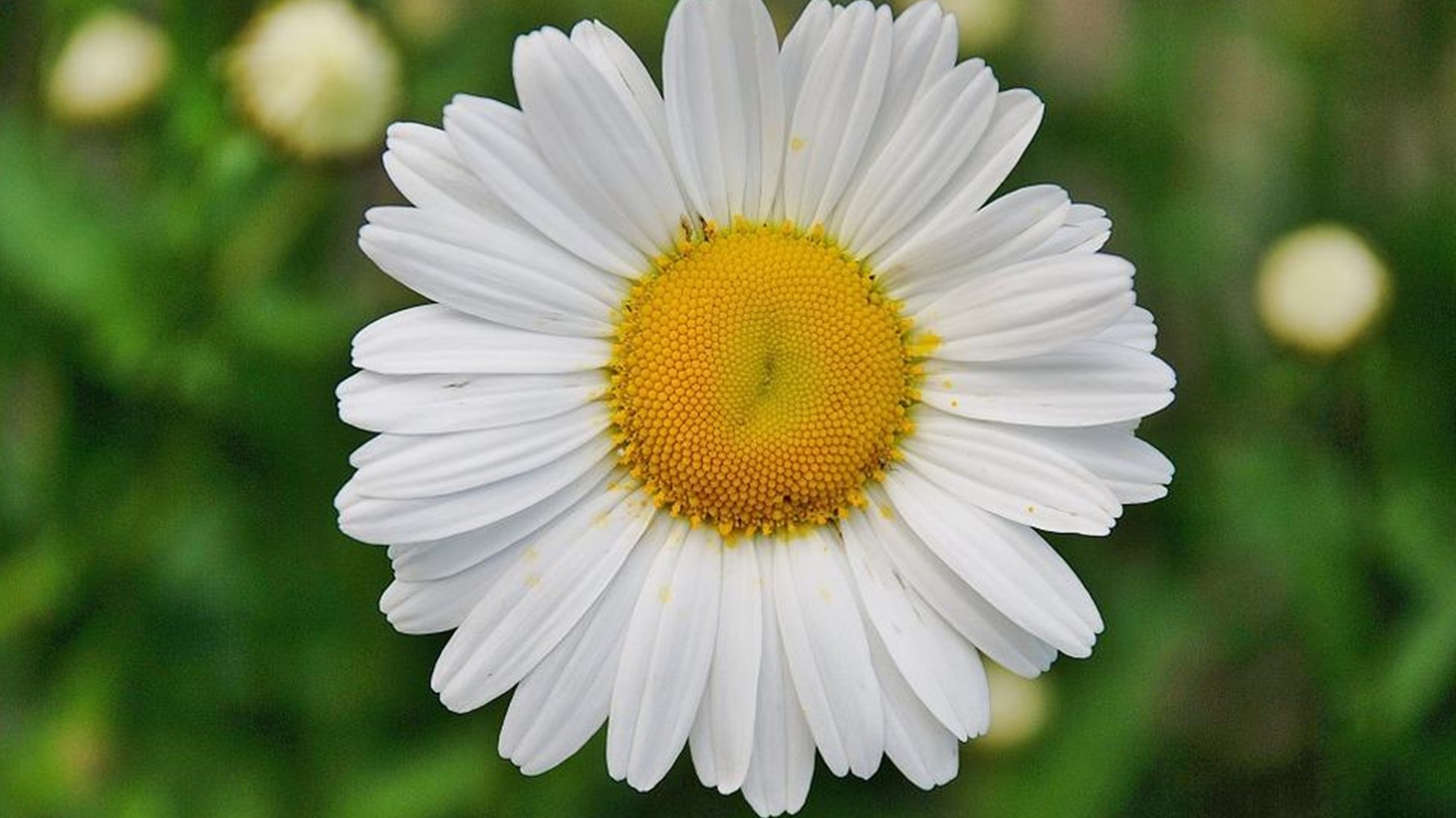 Fresh as a daisy – 7 ways to beat jet lag