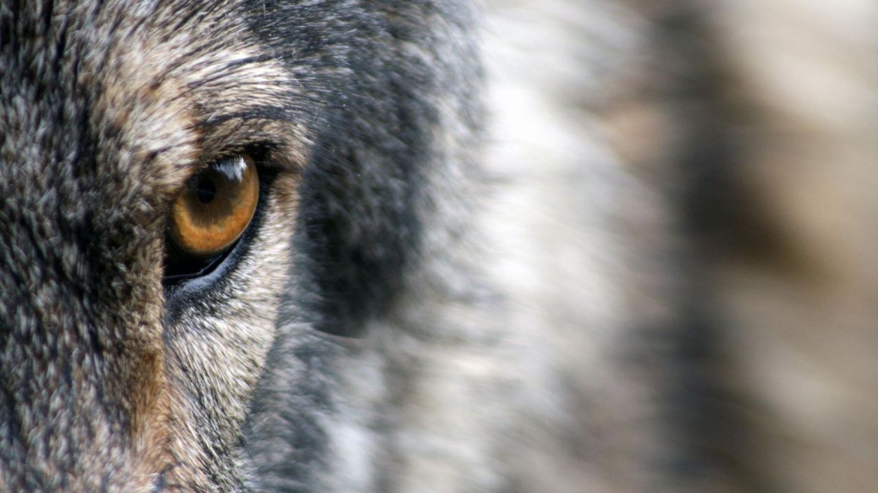 Hotel loyalty – How to defeat a werewolf